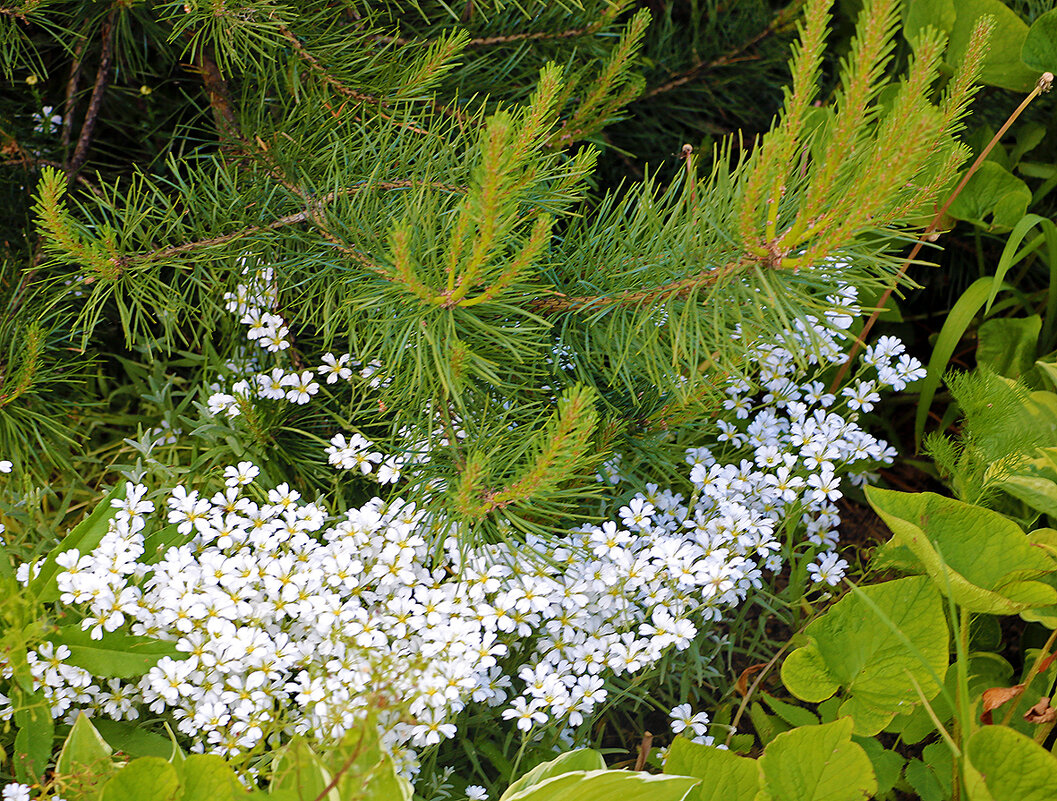 Ёлка в белом воротничке - Светлана Ёлка в белом воротничке - Светлана