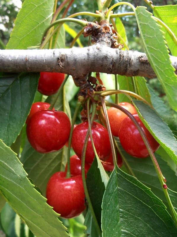 Вот и черешня! - Наталья 