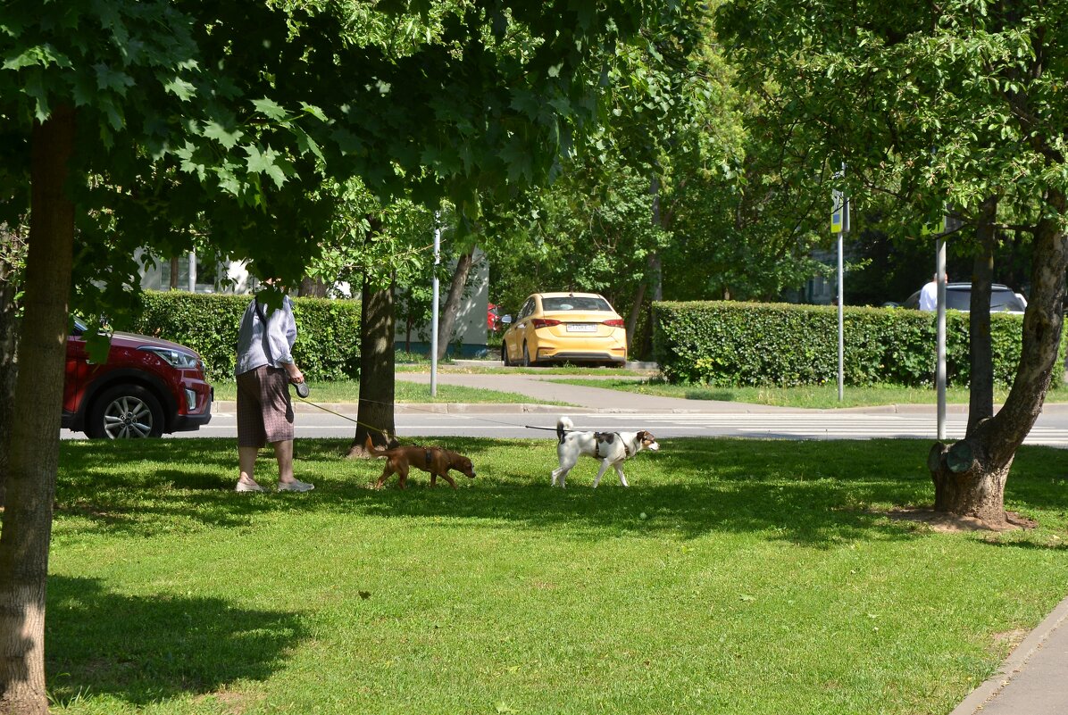 На прогулке - Oleg4618 Шутченко