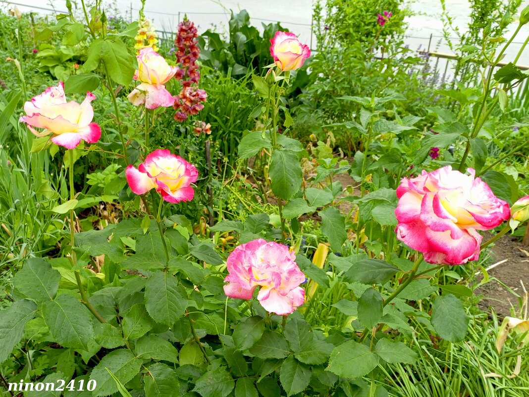 Цветы на газоне... - Нина Бутко