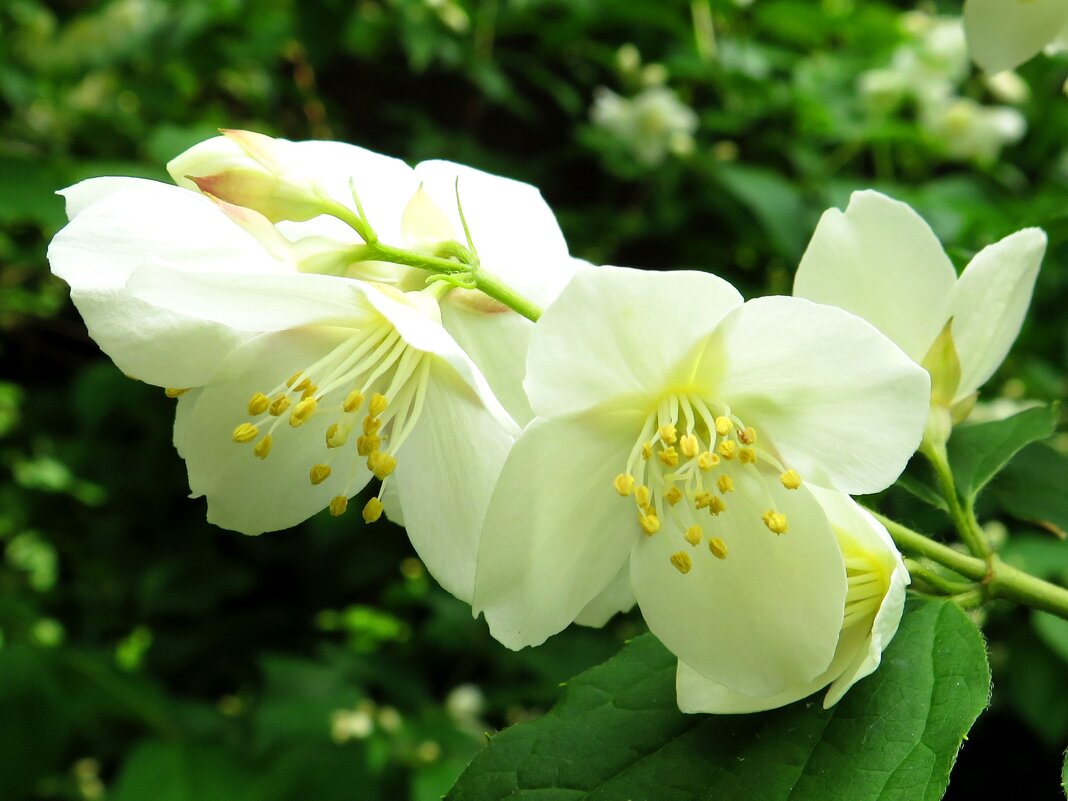 Чубушник - Андрей Снегерёв