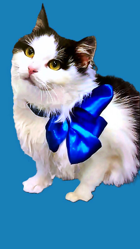 КОТ   НА   ВЫДАНЬЕ - Анатолий Малобродский