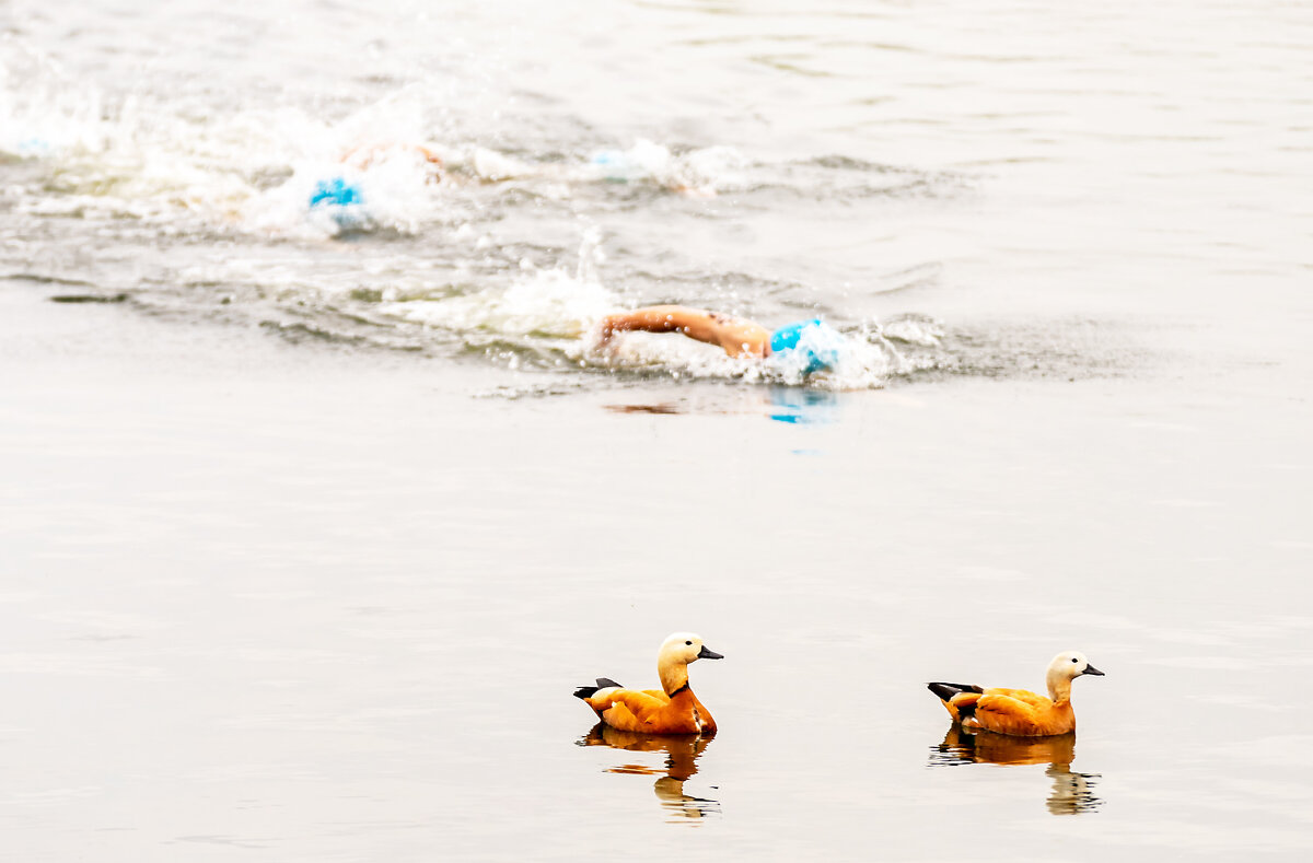 Утиные истории - Александр 