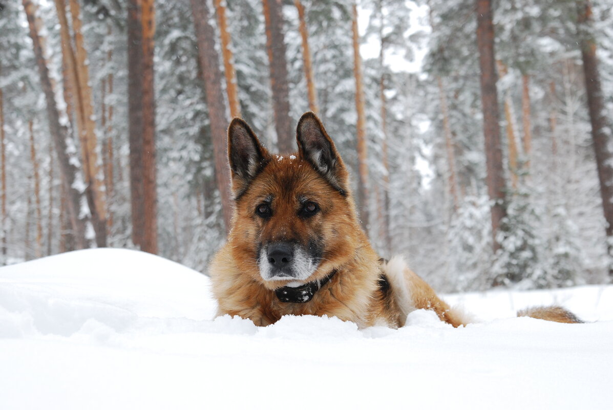 Моя Никуша (Ника) - Рудаков Сергей 