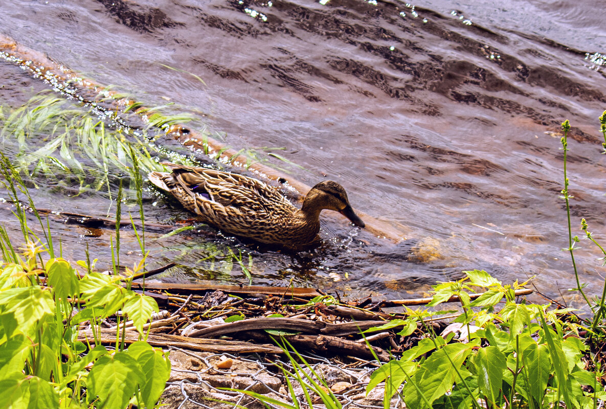 утка позирует. - petyxov петухов