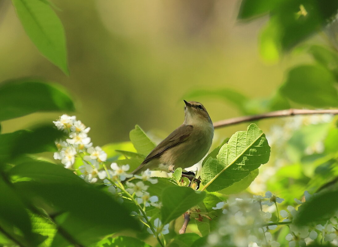 ПТАХ - Владилен Панченко