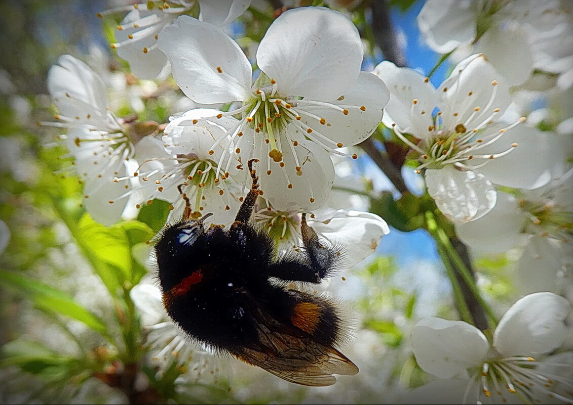 Труженик... - Владимир Шошин Труженик... - Владимир Шошин