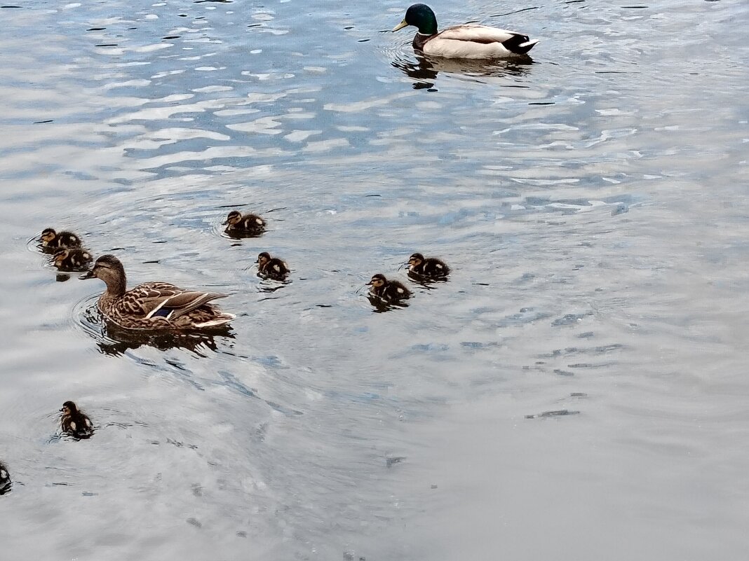Мама, папа и утята - Надежда Мама, папа и утята - Надежда