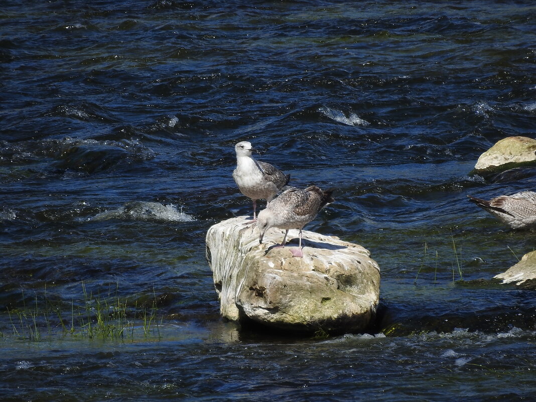 весна - ИННА ПОРОХОВА весна - ИННА ПОРОХОВА