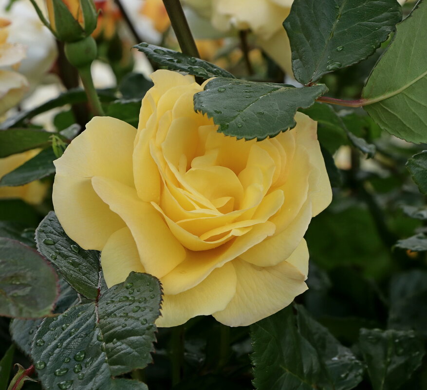 прикрылась от дождя - Игорь Kуленко