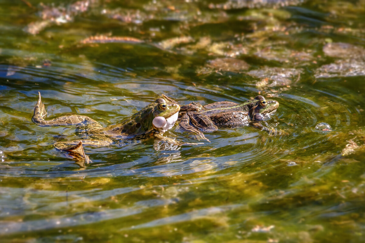 Про лягух - Владимир Колесников