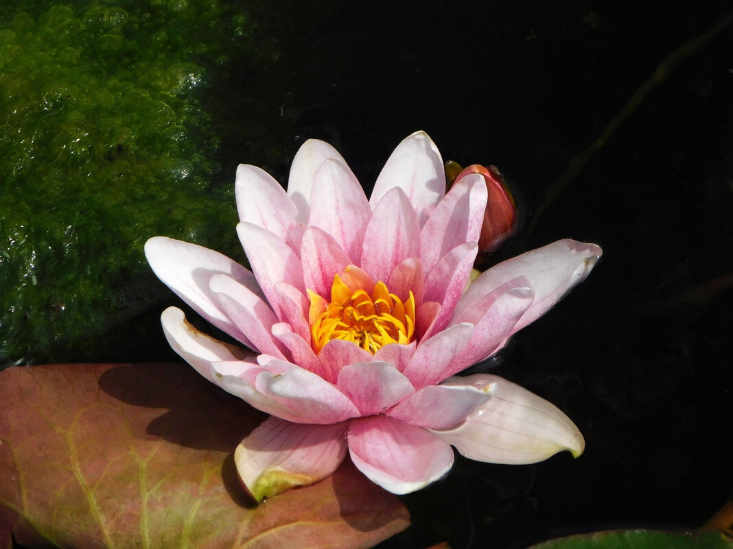 Кувшинка у озера Нижний Кабан - Наиля Кувшинка у озера Нижний Кабан - Наиля