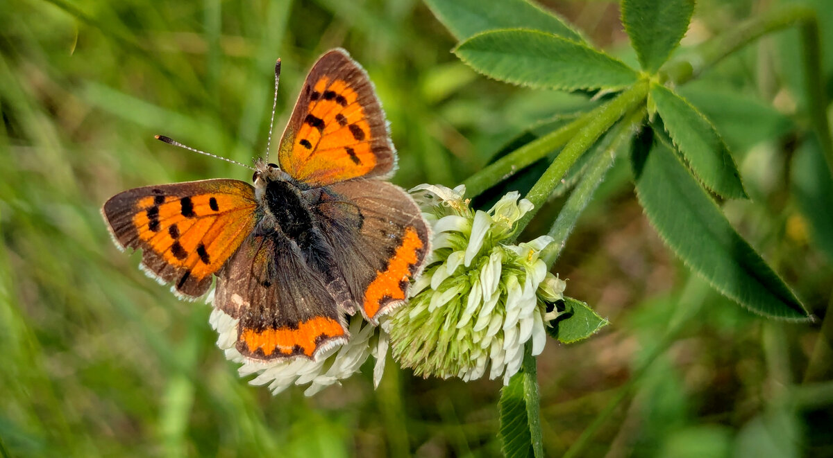 Бабочки, снятые сегодня 4 - Александр Прокудин Бабочки, снятые сегодня 4 - Александр Прокудин