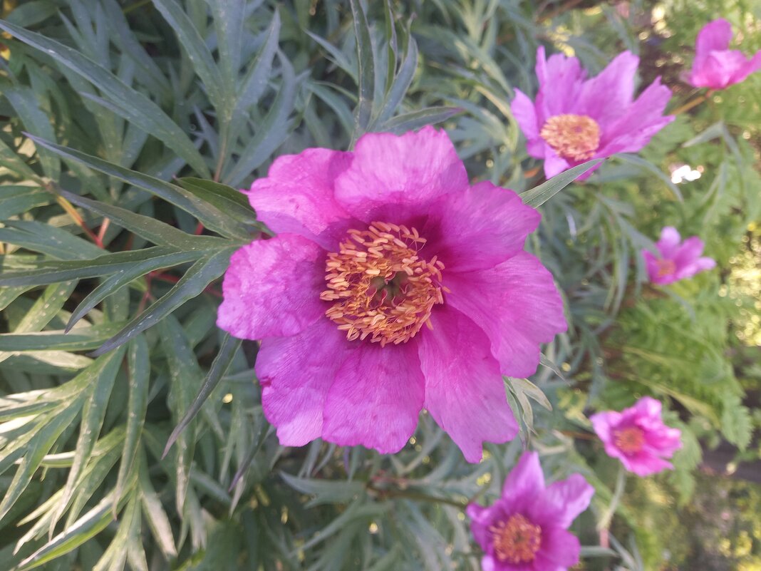 Пион - Сапсан 