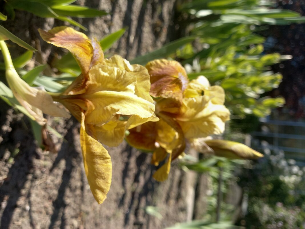 Ирис - Сапсан 