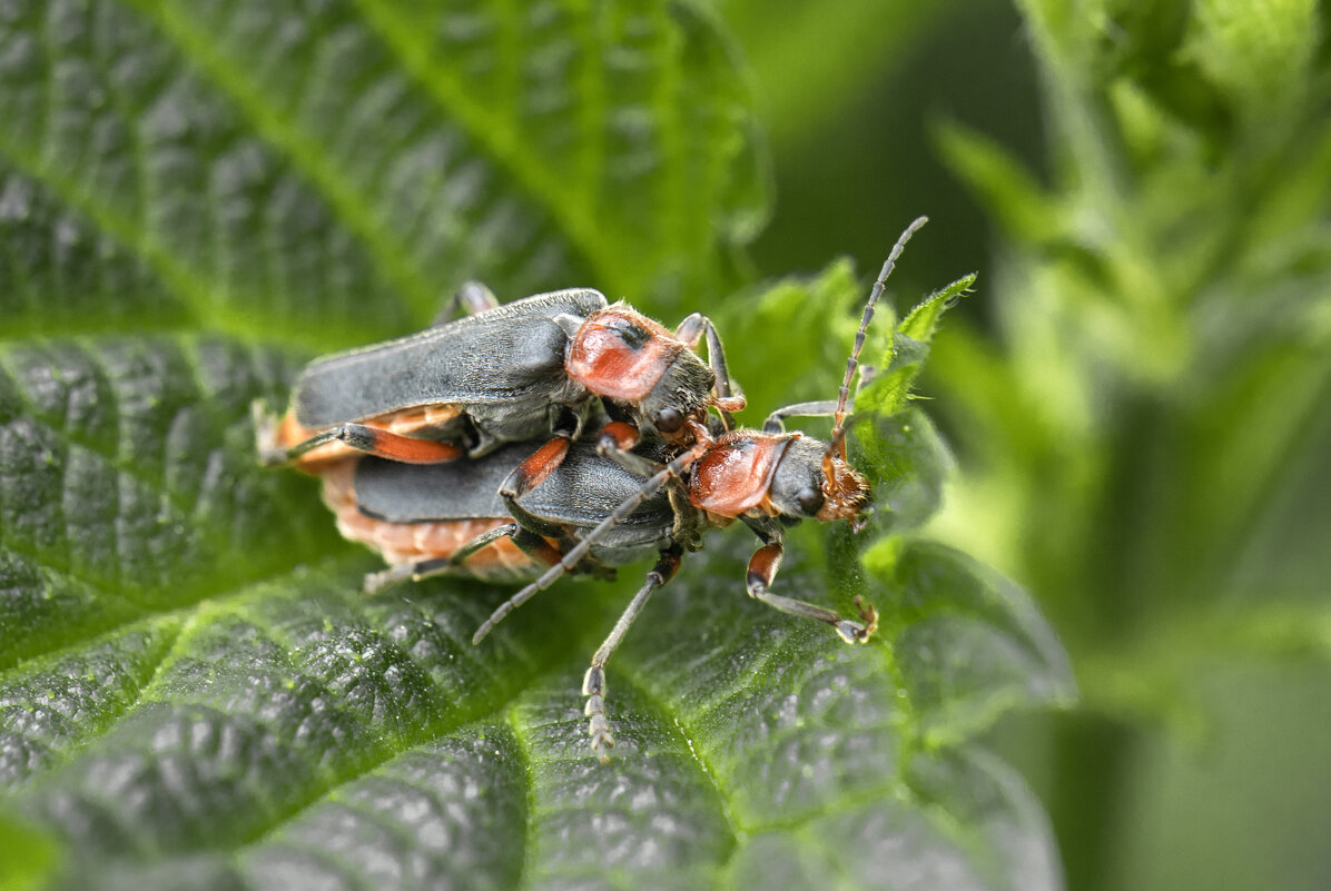 Мягкотелки развлекаются - Валерий Басыров Мягкотелки развлекаются - Валерий Басыров