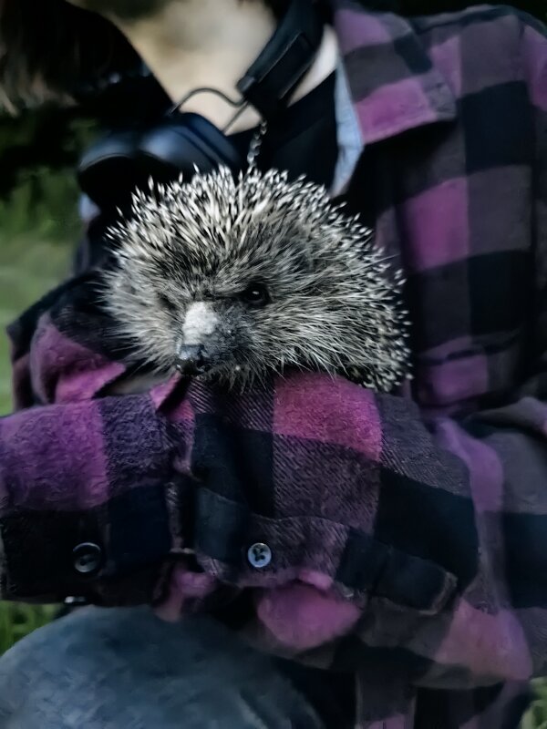 Ёж - Александръ Ёж - Александръ