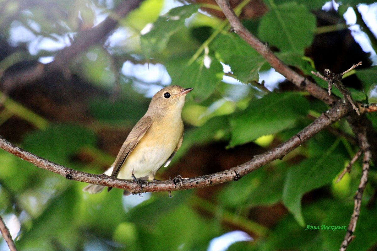 Малая мухоловка. - Восковых Анна Васильевна 