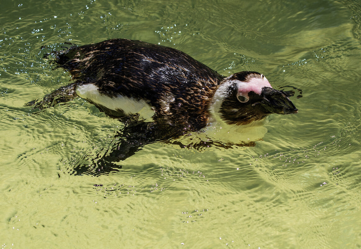 Пингвин Гумбольдта. - Alexander Amromin Пингвин Гумбольдта. - Alexander Amromin