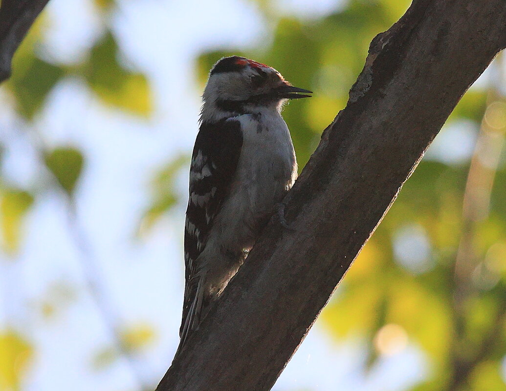 Маленький дятел.Большой труженик... - Владилен Панченко