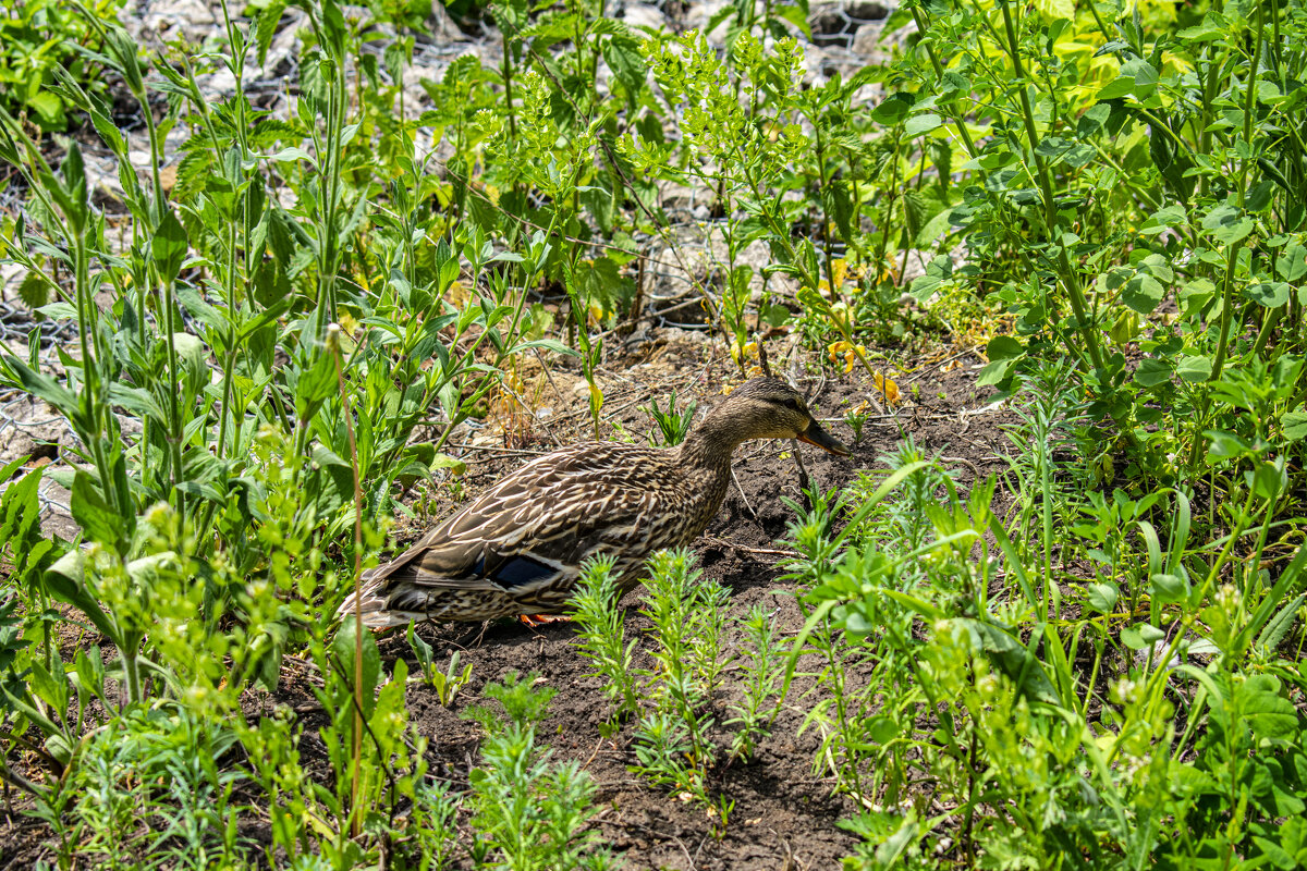 кряква - petyxov петухов