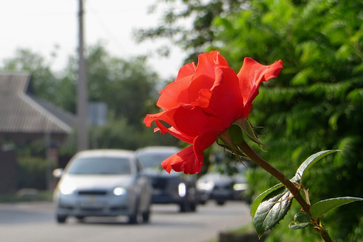 Придорожный этюд - Татьяна Смоляниченко Придорожный этюд - Татьяна Смоляниченко