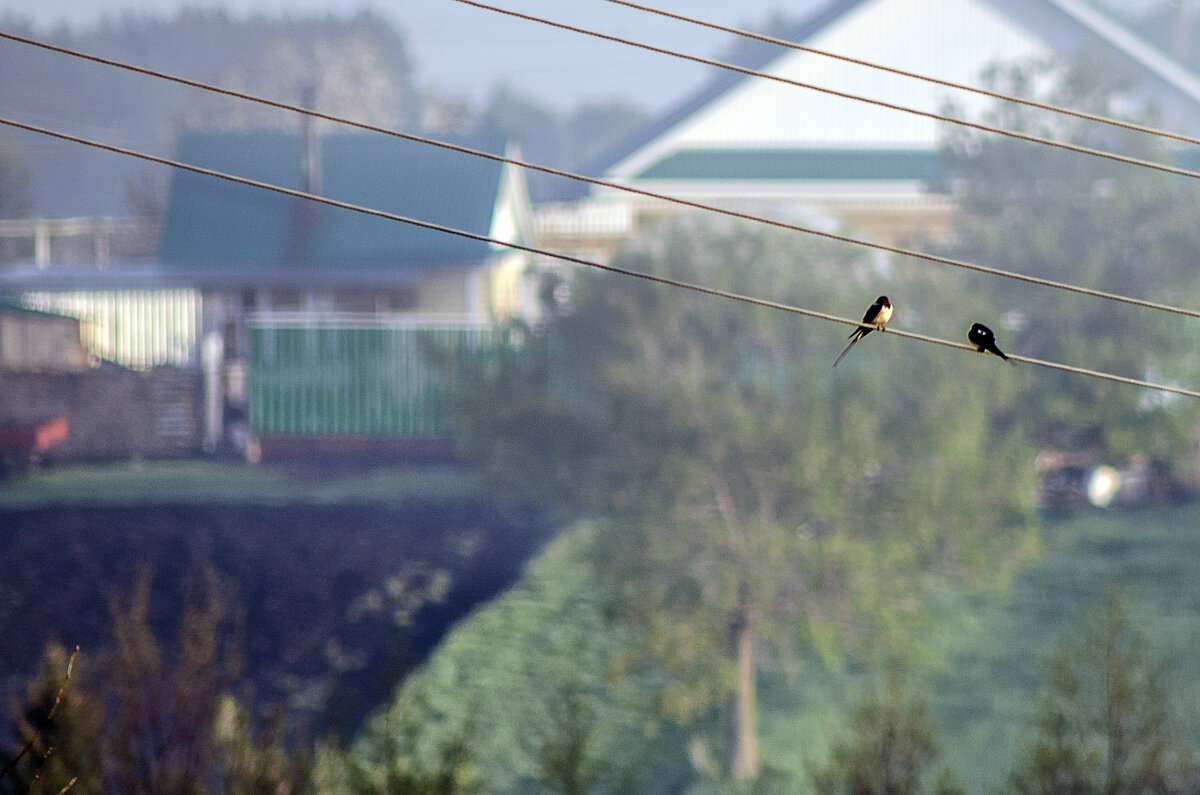 Утро - Андрей Щетинин Утро - Андрей Щетинин