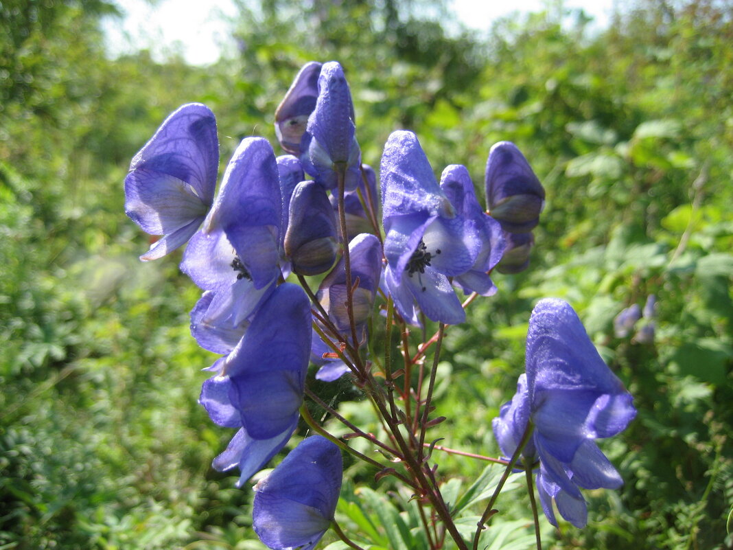 Аконит - Anna Ivanova