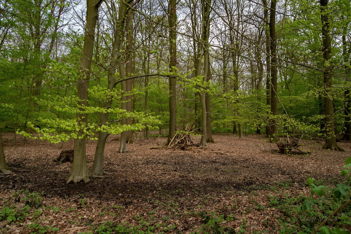Лиственный лес... - Николай Гирш