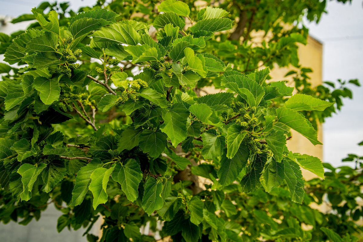 Тутовник - Анатолий Чикчирный