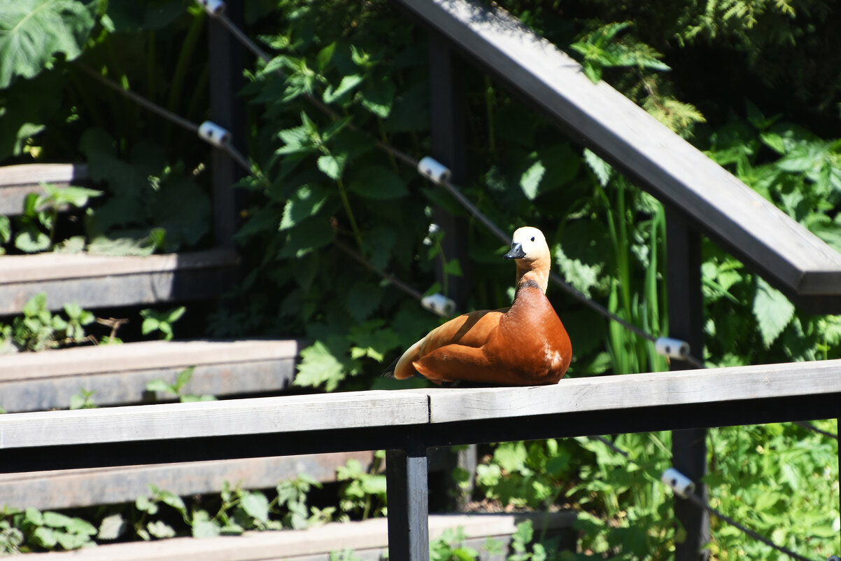 Москва. Весна в Аптекарском... - Наташа ***** Москва. Весна в Аптекарском... - Наташа *****