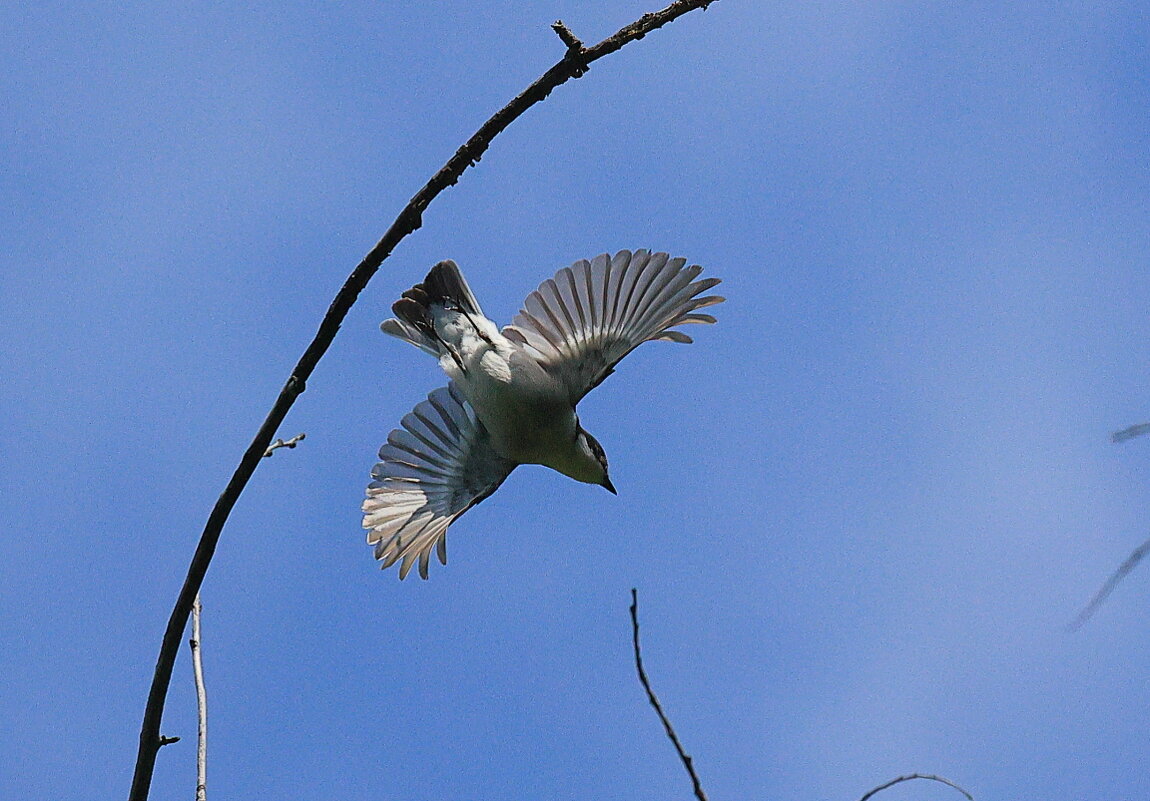 Мухоловка пеструшка - Владилен Панченко Мухоловка пеструшка - Владилен Панченко