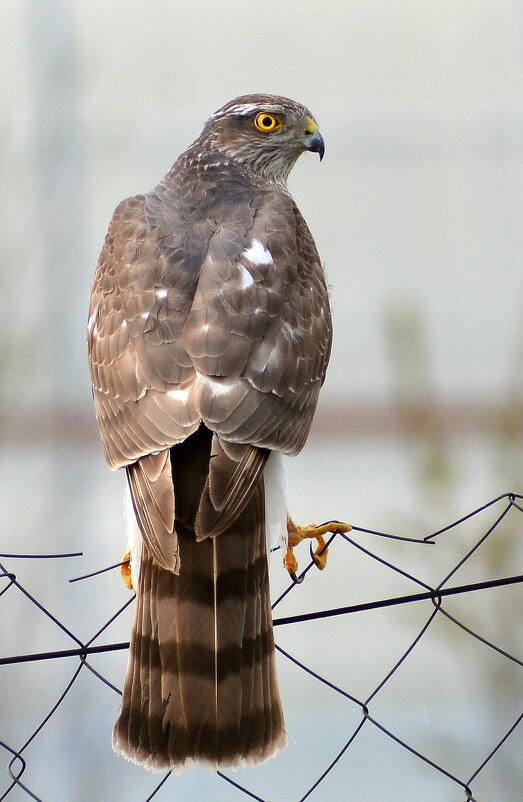 Перепелятник - Владислав Иопек Перепелятник - Владислав Иопек
