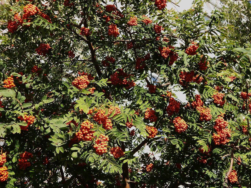 когда рябина созрела - Елена Шаламова когда рябина созрела - Елена Шаламова