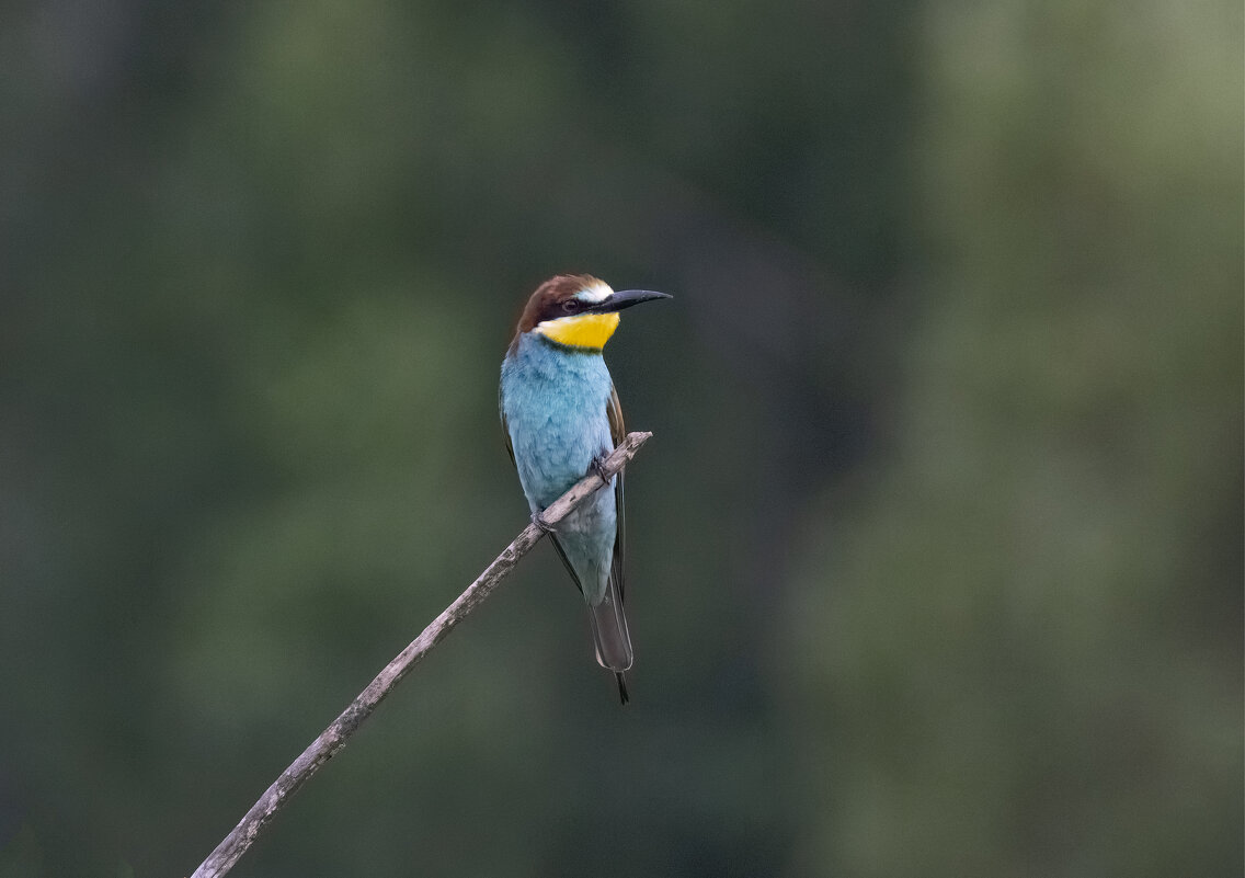 молодые щурки - юрий макаров молодые щурки - юрий макаров