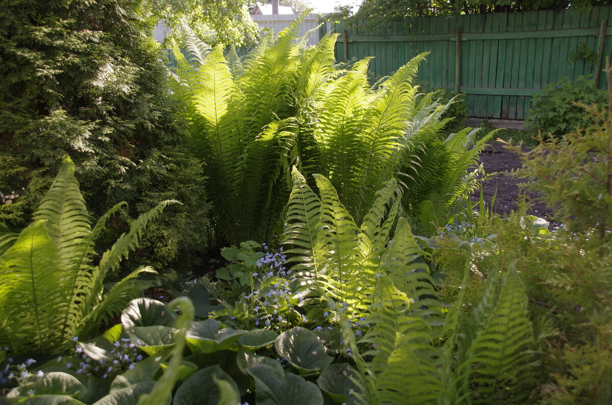 Папоротник - Сергей Швечков Папоротник - Сергей Швечков