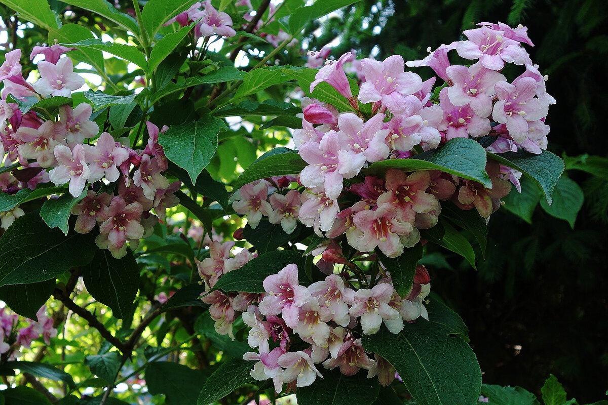 Цветет Вейгела - Рита Симонова