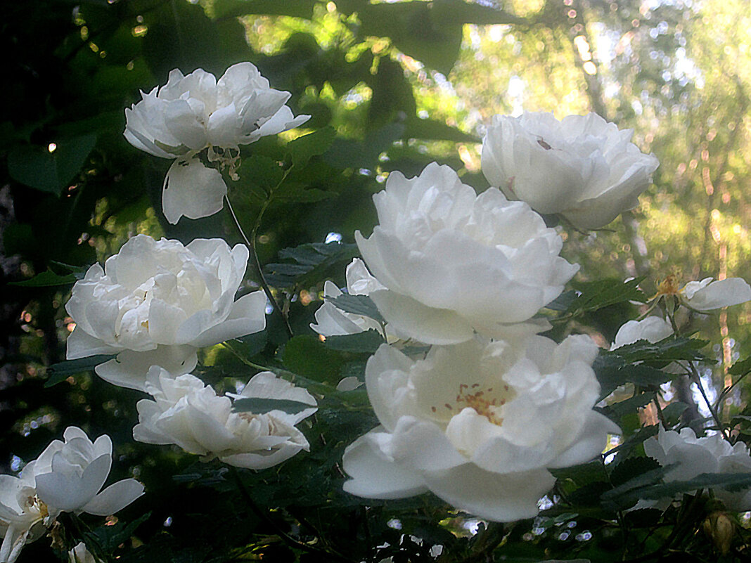 Шиповник - Елена Семигина Шиповник - Елена Семигина