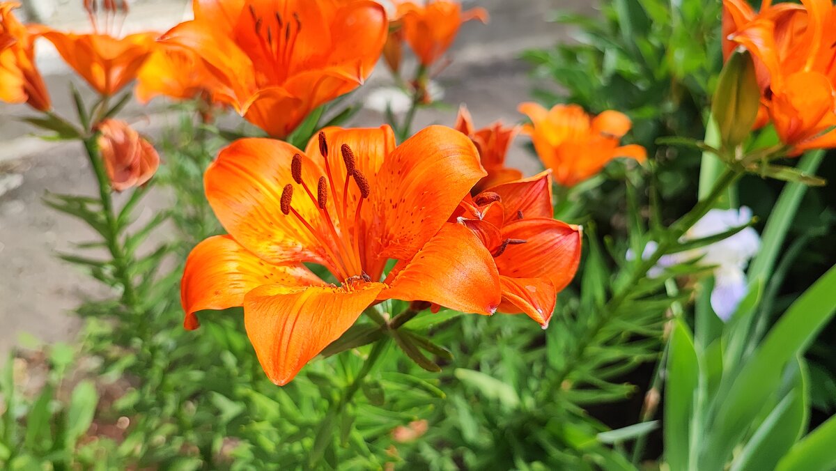 ,,, - Сергей Тимоновский