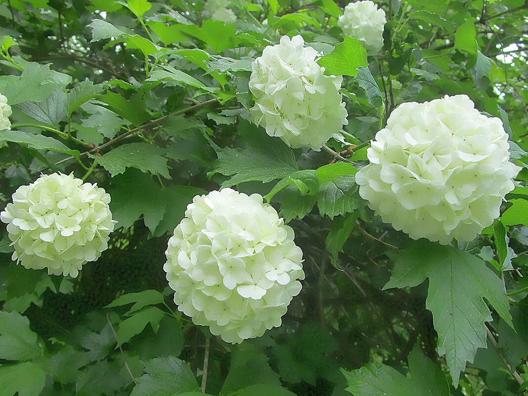 Декоративная калина «Бульденеж» - Ольга Довженко