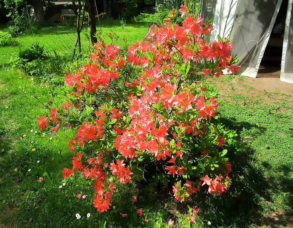 Рододендрон листопадный японский. - Ольга Довженко