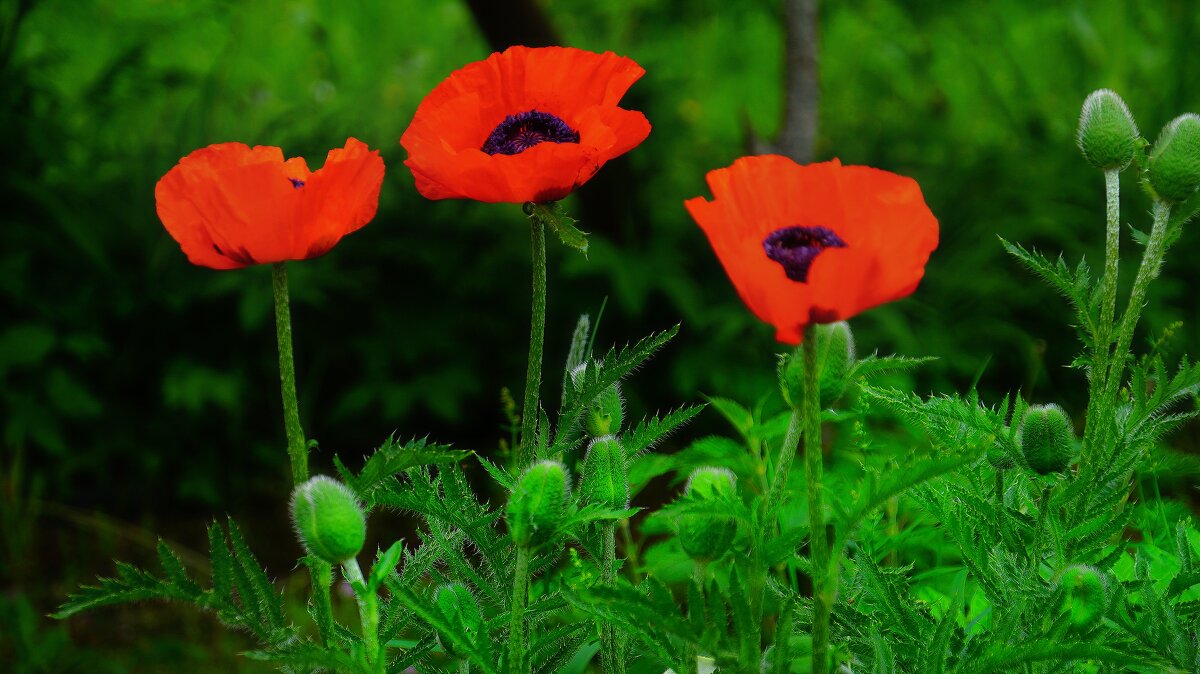 Мак садовый - Наталья Лакомова