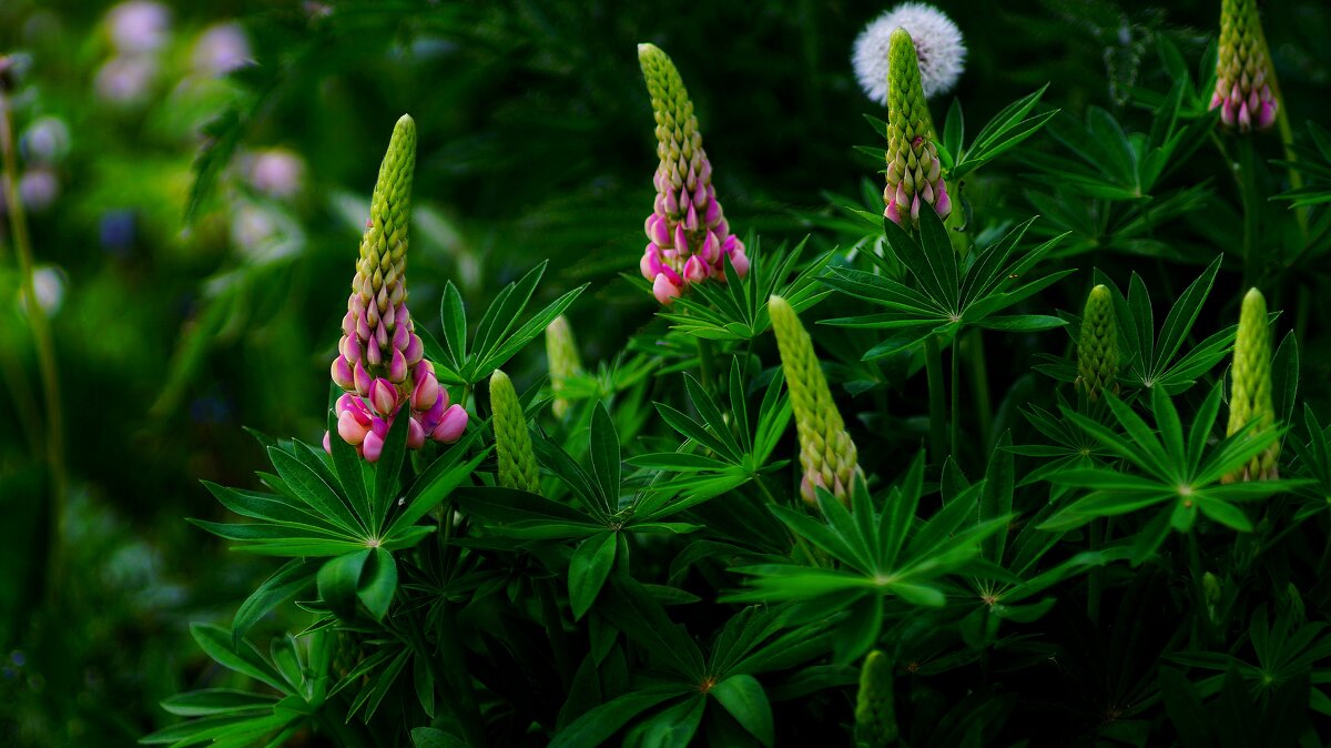 Люпины - Наталья Лакомова Люпины - Наталья Лакомова