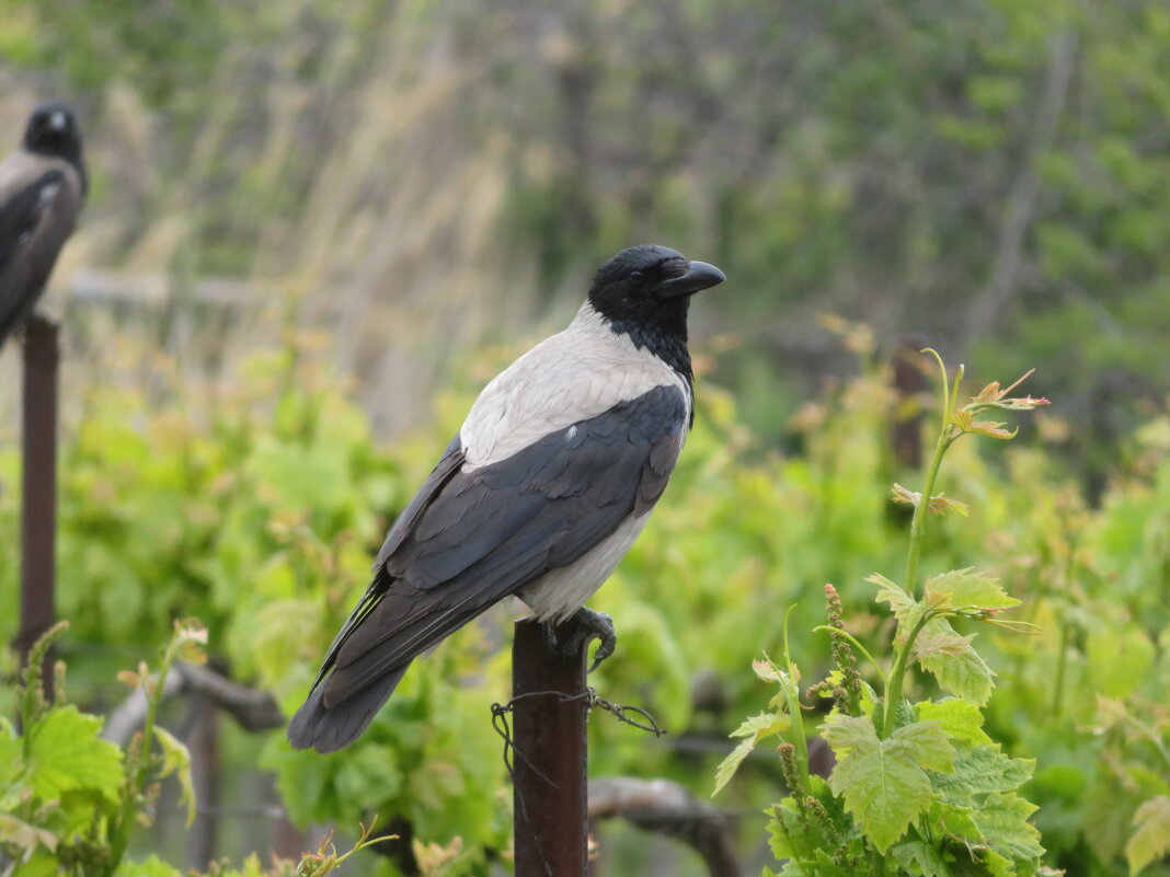 серая ворона-меланист - Валерий Ткаченко