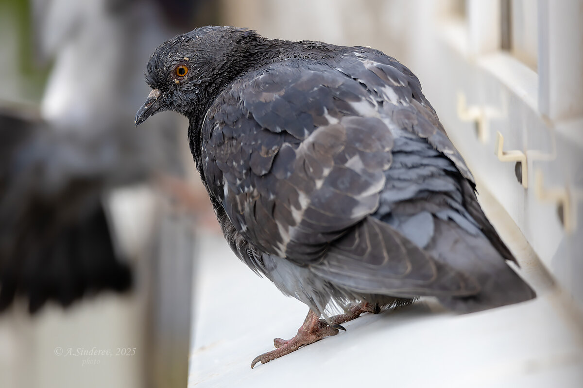 Голубь на окне - Александр Синдерёв