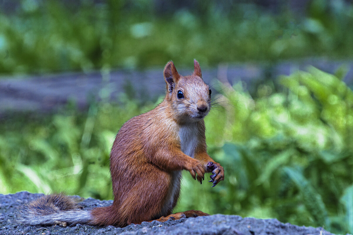 Лесная красавица - Андрей Жданов Лесная красавица - Андрей Жданов