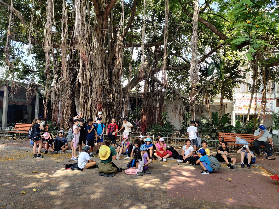 Фикус бенгальский. Решили отдохнуть в тени. - Светлана Хращевская Фикус бенгальский. Решили отдохнуть в тени. - Светлана Хращевская