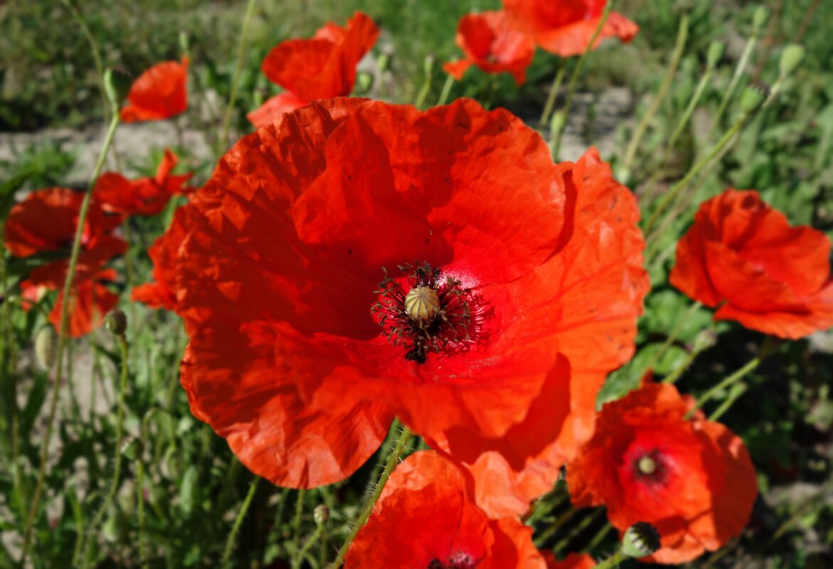 "Маки горделивы, Стебелек – струна, Страстные мотивы, Вздохи серенад...." - Галина 