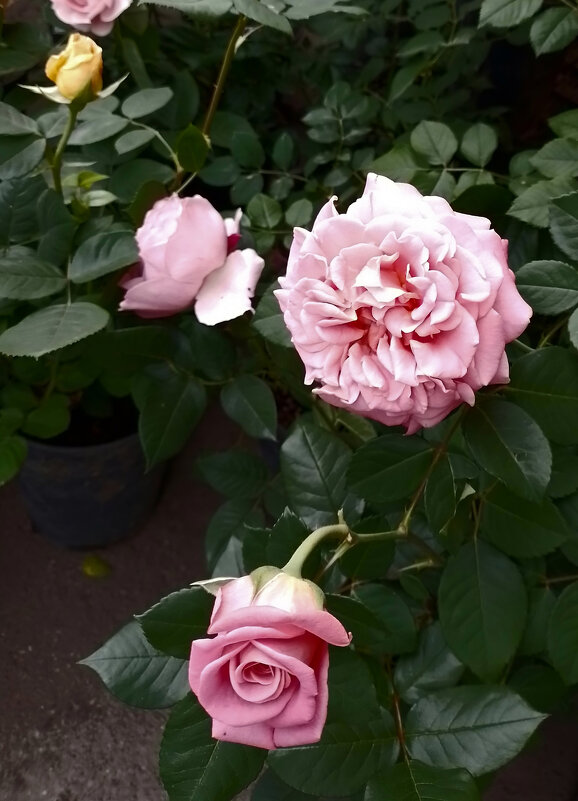 *** - Валентина Береснева