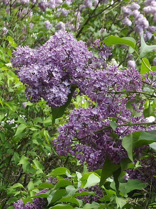 Сирень - Freddy 97